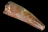 Real Spinosaurus Tooth - Dark Enamel Preservation #81100-1